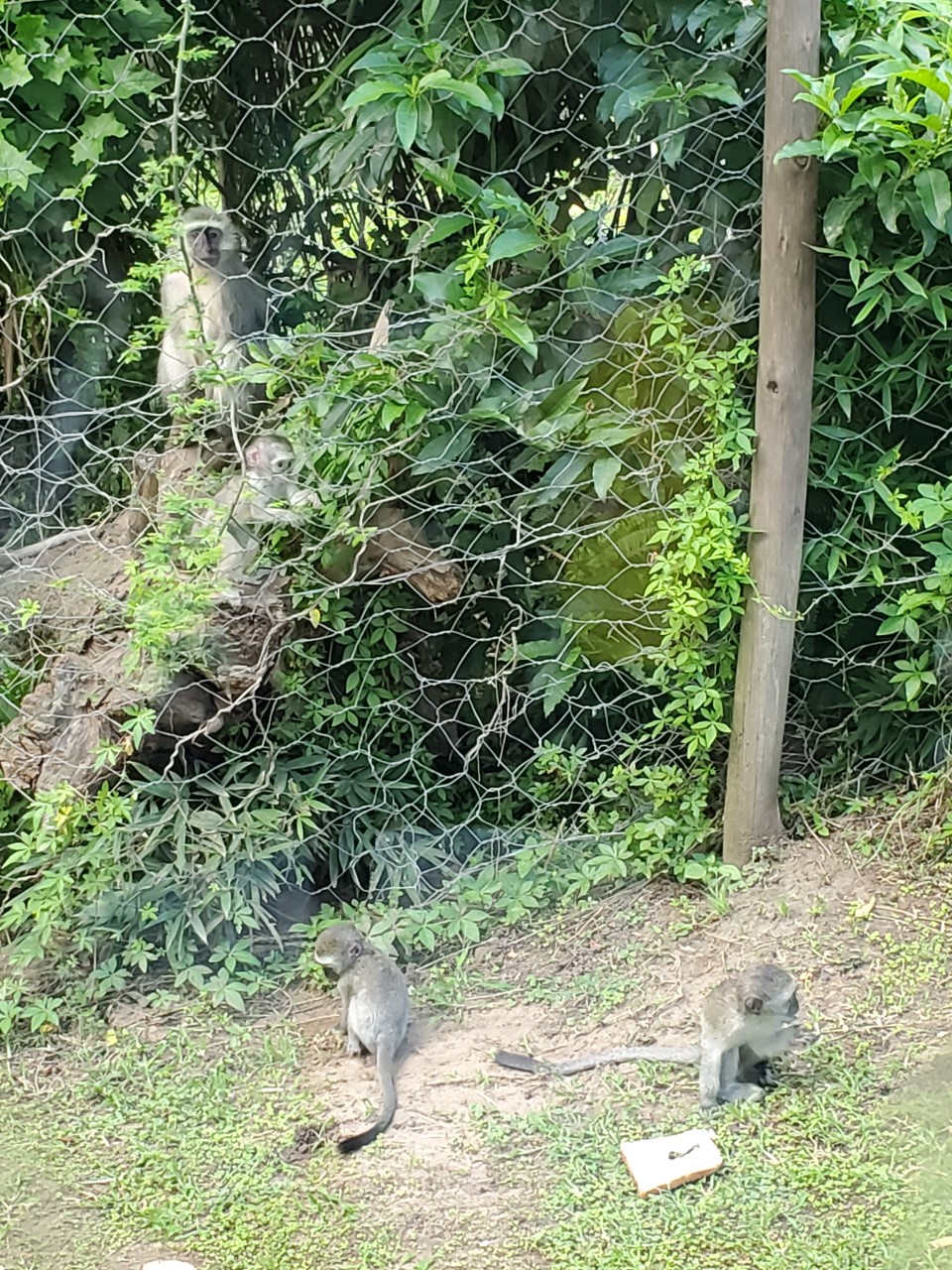 monkeys on the grass